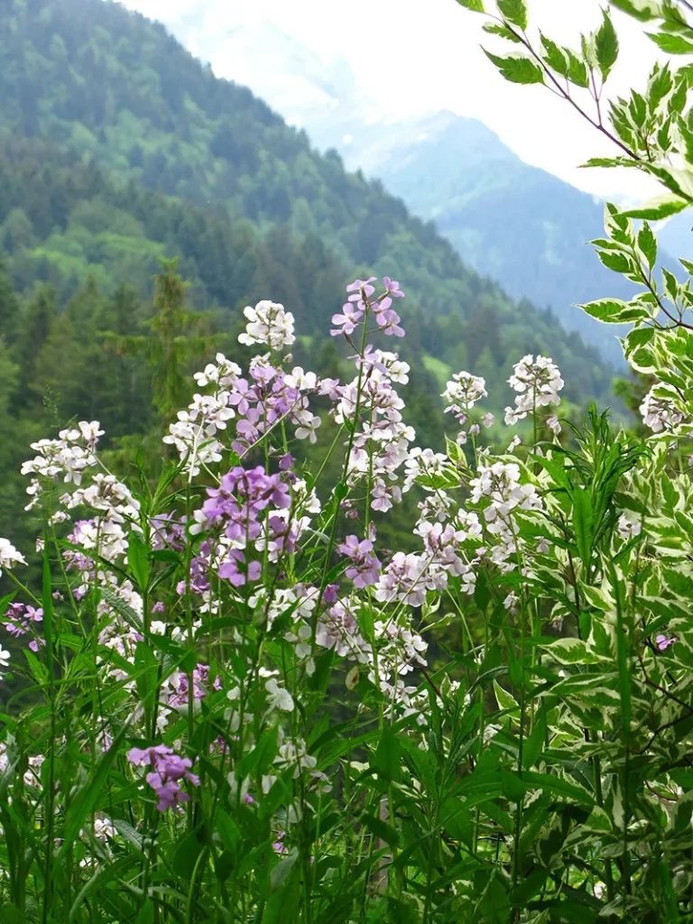 Prairie fleur sauvage