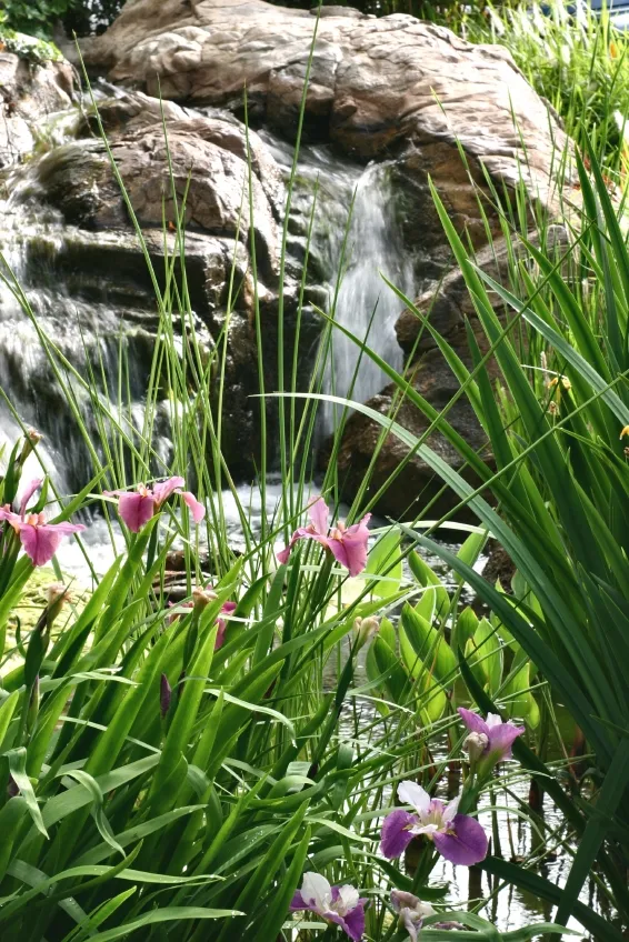 Cascade et fleur Gryon